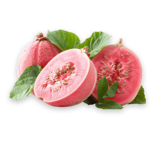 Guava Fruit